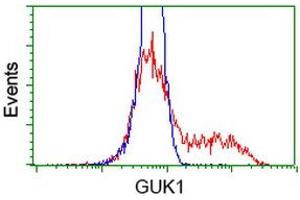 HEK293T cells transfected with either RC202510 overexpress plasmid (Red) or empty vector control plasmid (Blue) were immunostained by anti-GUK1 antibody (ABIN2454435), and then analyzed by flow cytometry. (GUK1 Antikörper)