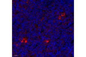 Immunofluorescence of paraffin embedded mouse thymus using CD163b (ABIN7073371) at dilution of 1: 700 (450x lens)