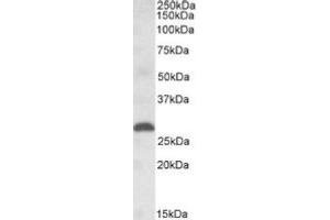 Image no. 1 for anti-Placenta Growth Factor (PGF) (Internal Region) antibody (ABIN452687) (PLGF Antikörper  (Internal Region))