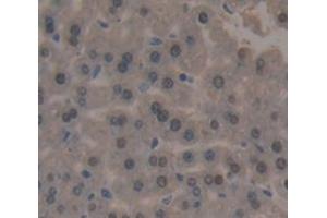 Used in DAB staining on fromalin fixed paraffin- embedded Kidney tissue (POLA1 Antikörper  (AA 1209-1465))
