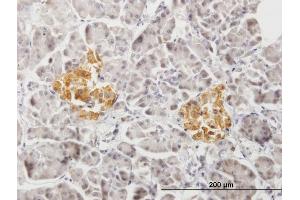 Immunoperoxidase of purified MaxPab antibody to PTPRN2 on formalin-fixed paraffin-embedded human pancreas. (PTPRN2 Antikörper  (AA 1-986))