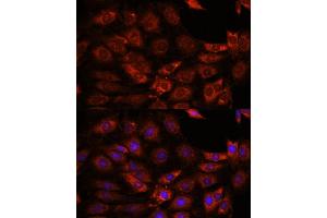 Immunofluorescence (IF) image for anti-GIT1 (GIT1) (AA 460-640) antibody (ABIN7267383)