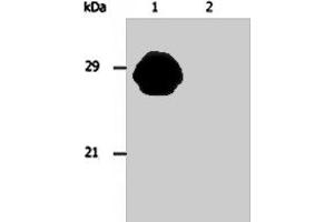 Western blotting analysis of MHC Class II in whole cell lysate of Raji human Burkitt lymphoma cell line using HLA - DR/HLA - DP monoclonal antibody, clone MEM - 136  . (HLA-DPB1 Antikörper)