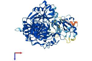 AACS Protein (AA 1-672) (His tag)