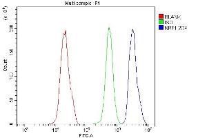 Flow Cytometry analysis of PC-3 cells using anti-NRF1 antibody (ABIN7600874). (NRF1 Antikörper  (AA 246-503))