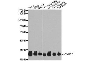 Western blot analysis of extracts of various cell lines, using YWHAZ Antibody.
