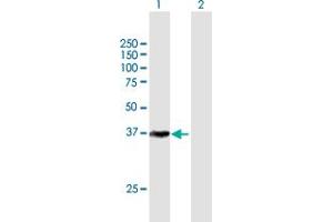 Western Blot analysis of CDK7 expression in transfected 293T cell line by CDK7 MaxPab polyclonal antibody. (CDK7 Antikörper  (AA 1-346))