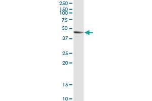 SIRT7 MaxPab rabbit polyclonal antibody. (SIRT7 Antikörper  (AA 1-400))