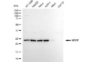 Western blotting analysis using MRRF antibody (ABIN7799438).