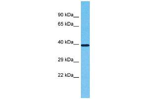 OR2L2 Antikörper  (C-Term)