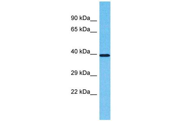 OR2L2 Antikörper  (C-Term)