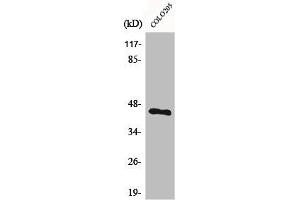 Western Blot analysis of COLO205 cells using BMP-8A Polyclonal Antibody (BMP8A Antikörper  (C-Term))