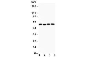 Western blot testing of Cyclin B1 antibody and Lane 1:  HeLa;  2: 293T;  3: MCF-7;  4: COLO320 lysate. (Cyclin B1 Antikörper  (AA 1-433))