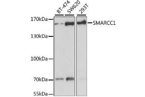 Western blot analysis of extracts of various cell lines, using SMARCC1 antibody. (SMARCC1 Antikörper  (AA 80-320))