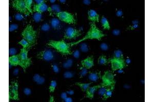 Anti-MGRN1 mouse monoclonal antibody (ABIN2454433) immunofluorescent staining of COS7 cells transiently transfected by pCMV6-ENTRY MGRN1 (RC208284). (Mahogunin RING Finger Protein 1 Antikörper)