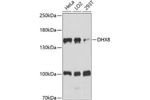 Western blot analysis of extracts of various cell lines, using DHX8 antibody (ABIN7266710) at 1:1000 dilution. (DHX8 Antikörper  (AA 1001-1220))
