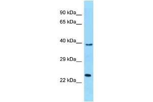 WB Suggested Anti-MUTED Antibody Titration: 1. (MUTED Antikörper  (C-Term))