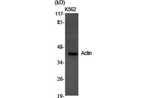 Western Blot analysis of K562 cells using Actin Polyclonal Antibody at dilution of 1:2000. (Actin Antikörper)