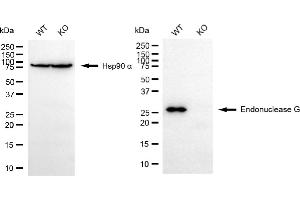 Western blotting analysis using endonuclease G antibody (ABIN7798441). (Rekombinanter Endonuclease G Antikörper)