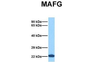 Host:  Rabbit  Target Name:  MAFG  Sample Tissue:  Human 293T  Antibody Dilution:  1. (Mafg Antikörper  (N-Term))