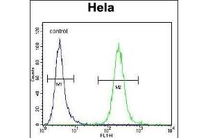 POLR1B Antibody (N-term) (ABIN656426 and ABIN2845718) flow cytometric analysis of Hela cells (right histogram) compared to a negative control cell (left histogram).