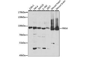 Western blot analysis of extracts of various cell lines, using PFKM antibody (ABIN1876665) at 1:1000 dilution. (PFKM Antikörper)