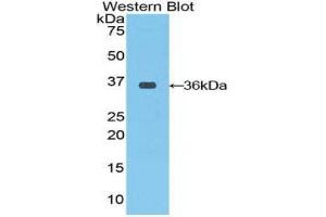 Western Blotting (WB) image for anti-C-Raf Proto-Oncogene Serine/Threonine Protein Kinase (CRAF) (AA 342-619) antibody (ABIN1858489) (CRAF Antikörper  (AA 342-619))
