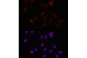 Immunofluorescence analysis of NIH/3T3 cells using PCM1 Rabbit pAb  at dilution of 1:100 (40x lens). (PCM1 Antikörper  (AA 1-260))