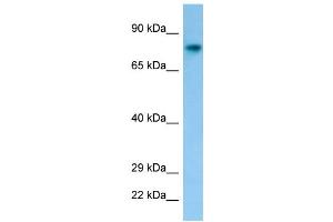 Host: Rabbit Target Name: Fam189b Antibody Dilution: 1. (FAM189B Antikörper  (C-Term))
