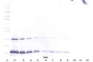 Image no. 5 for anti-Interleukin 16 (IL16) antibody (ABIN465148) (IL16 Antikörper)