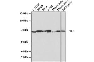 Western blot analysis of extracts of various cell lines, using E2F1 antibody (ABIN7266873) at 1:1000 dilution. (E2F1 Antikörper)