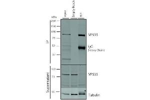 Immunoprecipitation analysis using Mouse Anti-VPS35 Monoclonal Antibody, Clone 7E4 (ABIN6932909). (VPS35 Antikörper  (Atto 390))