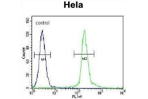 UNK Antibody (N-term) flow cytometric analysis of Hela cells (right histogram) compared to a negative control cell (left histogram). (UNK Antikörper  (N-Term))