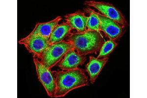 Immunofluorescence analysis of MCF-7 cells using KDM1A mouse mAb (green). (LSD1 Antikörper  (AA 55-263))