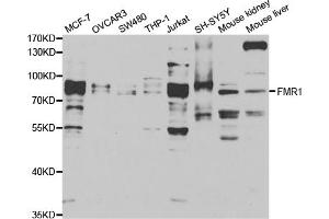 Western blot analysis of extracts of various cell lines, using FMR1 antibody.