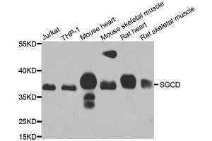 Western blot analysis of extracts of various cell lines, using SGCD antibody. (SGCD Antikörper  (AA 61-290))