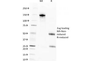 SDS-PAGE Analysis Purified Pan-Nuclear Antigen Monoclonal Antibody (NM106). (Nuclear Antigen (Pan-Nuclear Marker) Antikörper)