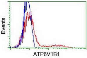 Flow Cytometry (FACS) image for anti-ATPase, H+ Transporting, Lysosomal 56/58kDa, V1 Subunit B1 (ATP6V1B1) antibody (ABIN1496775) (ATP6V1B1 Antikörper)