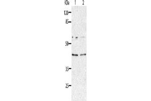 Western Blotting (WB) image for anti-Aminoacyl tRNA Synthetase Complex-Interacting Multifunctional Protein 2 (AIMP2) antibody (ABIN2427638) (AIMP2 Antikörper)