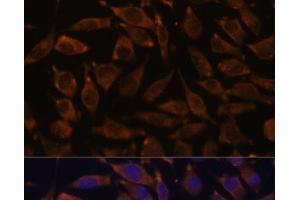 Immunofluorescence analysis of L929 cells using NOTCH2 Polyclonal Antibody at dilution of 1:100.