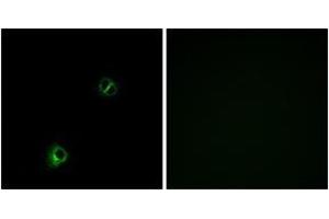 Immunofluorescence (IF) image for anti-Frizzled Family Receptor 9 (FZD9) (AA 542-591) antibody (ABIN1535616)