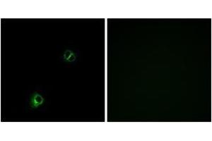 Immunofluorescence analysis of A549 cells, using FZD9 Antibody. (FZD9 Antikörper  (AA 542-591))