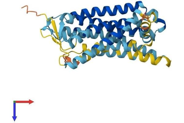 OR10AD1 Protein (AA 1-317) (His tag)