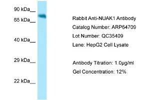 Western Blotting (WB) image for anti-NUAK Family, SNF1-Like Kinase, 1 (NUAK1) (N-Term) antibody (ABIN2789933)