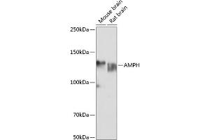 Western blot analysis of extracts of various cell lines, using AMPH Polyclonal Antibody (ABIN6127430, ABIN6136846, ABIN6136847 and ABIN6221037) at 1:1000 dilution. (Amphiphysin Antikörper  (AA 340-620))