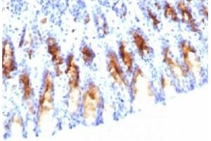 IHC testing of rat stomach stained with MUC5AC antibody (45M1). (MUC5AC Antikörper)