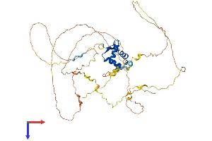 FOXO4 Protein (AA 1-505) (His tag)