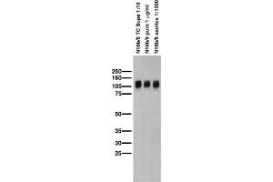 Adult rat membrane immunoblot.