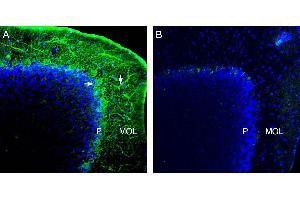 Expression of NCS1 in mouse cerebellum. (NCS1 Antikörper  (Intracellular))
