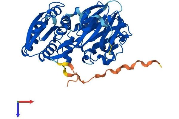 SPHK1 Protein (AA 1-384) (His tag)